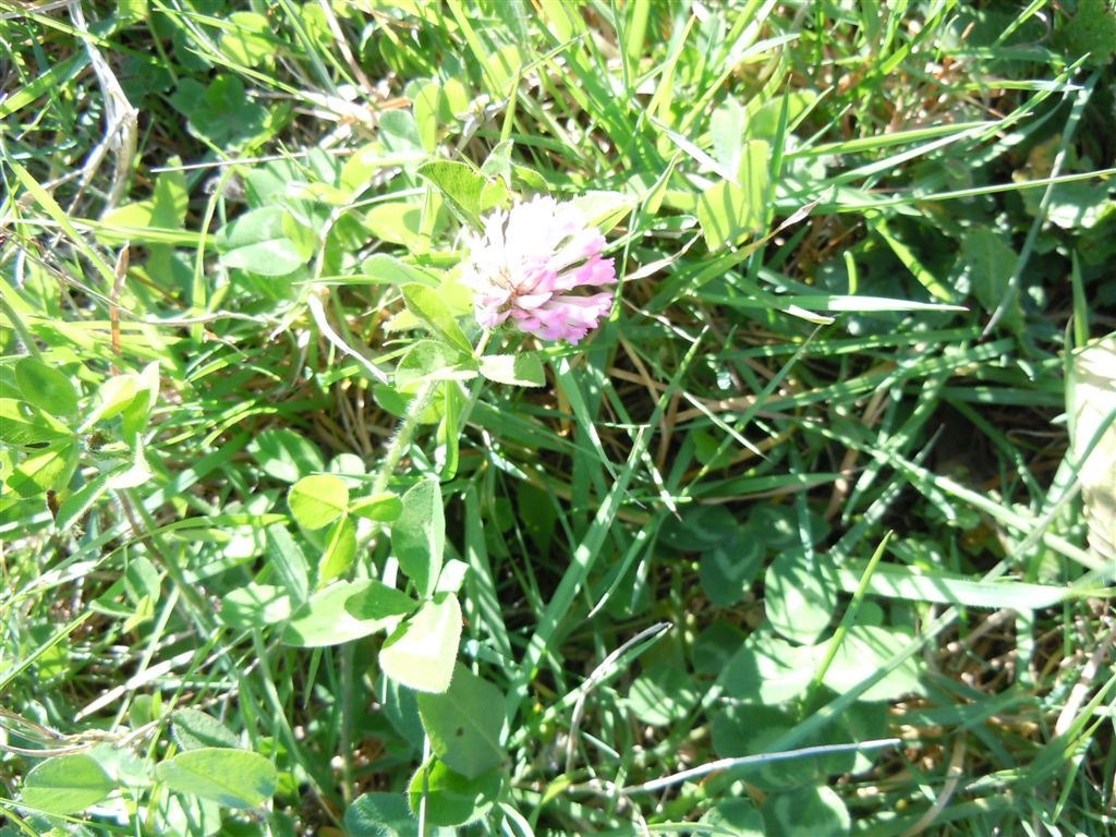 Trifolium da determinare - Trifolium cfr. pratense